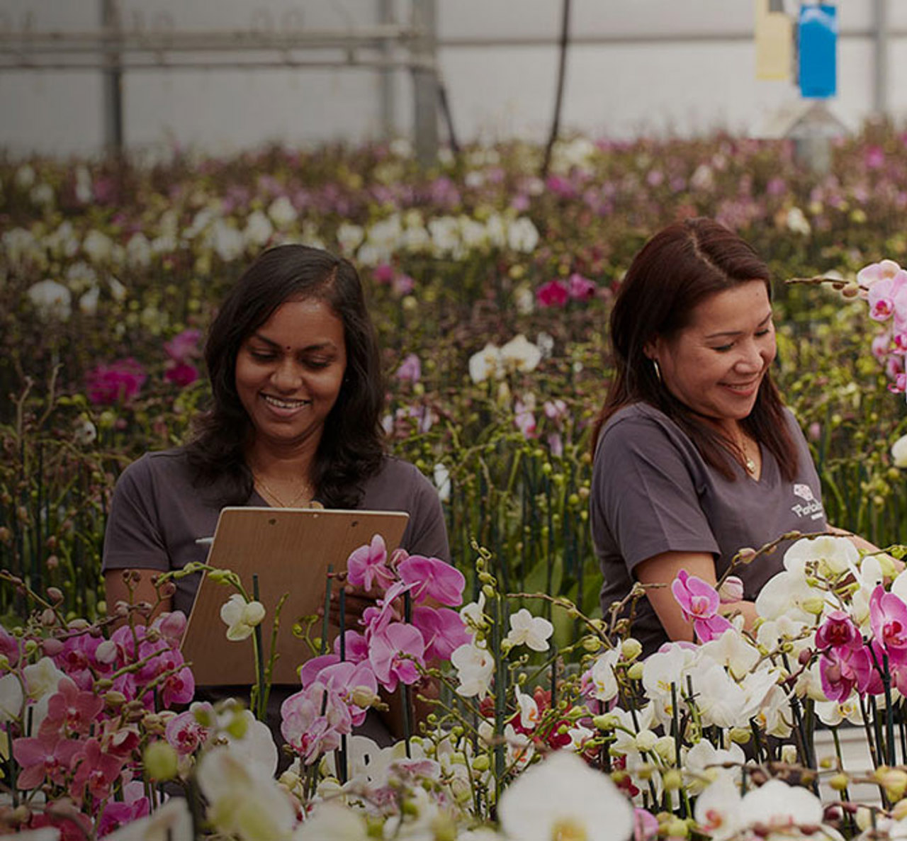 Floricultura